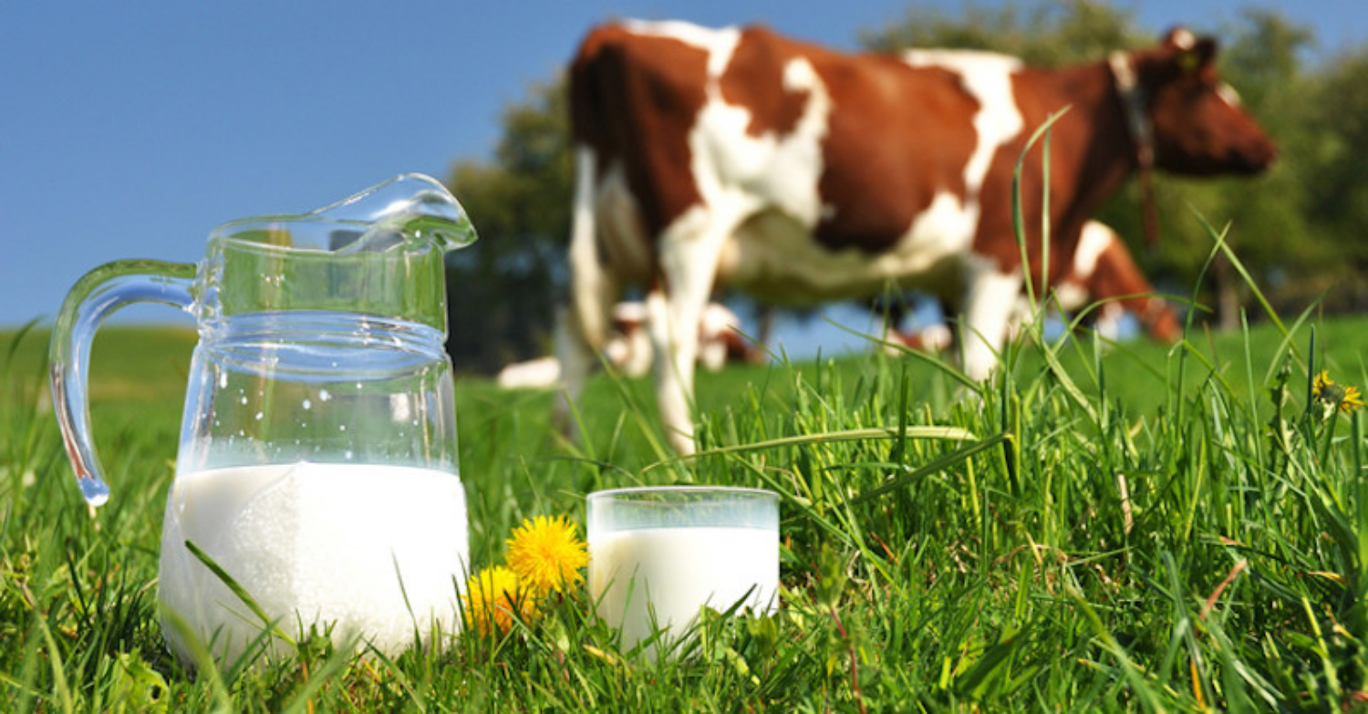 Các sản phẩm từ nguồn sữa bò Ba Vì giàu chất dinh dưỡng, đảm bảo chất lượng