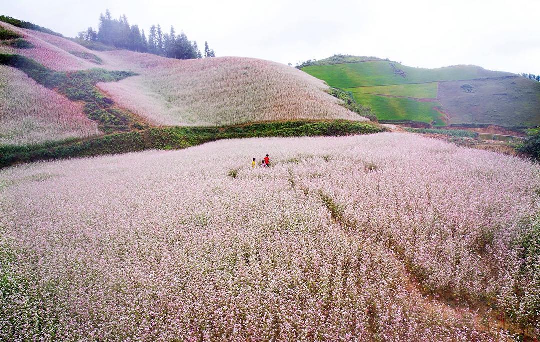 Khung cảnh đẹp tuyệt mỹ của đồi hoa tam giác mạch ở Sapa