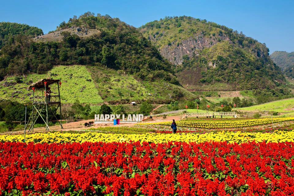 Du khách sẽ được mãn nhãn với rừng hoa muôn màu sắc tại Mộc Châu
