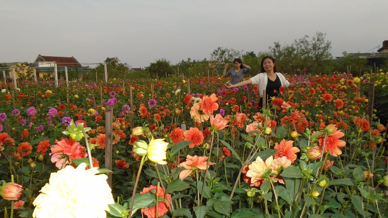 Du khách sẽ được mãn nhãn khi đến làng vườn Bách Thuận Thái Bình